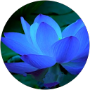 Bliss Burdett profile picture